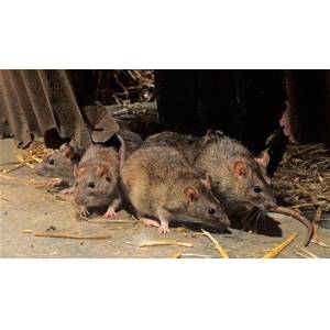 KRISOFF zwalczanie szczurów , odszczurzanie tepienie likwidacja